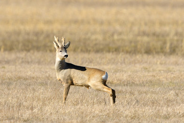 Male Roe Deer on the field