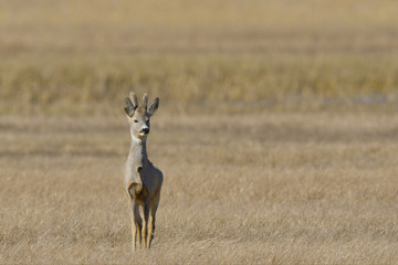 Male Roe Deer on the field