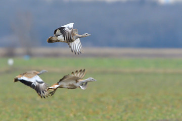 Great Bustard (Otis tarda) on the field in springtime