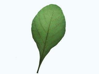 dry leaf green color on white background