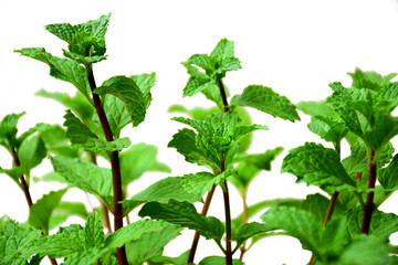 Mint leaves on white background