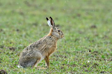 Hare under rain