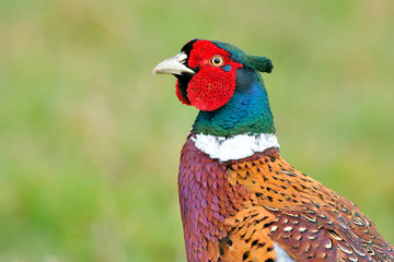 Male Pheasant portrait