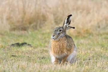 Nice Hare on a field