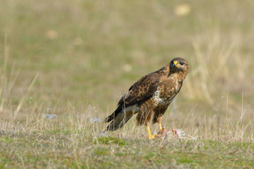 Common Buzzard eating