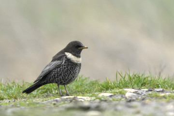 Ring Ouzel on the ground