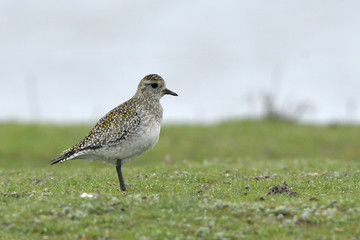 European Golden Plover on a field