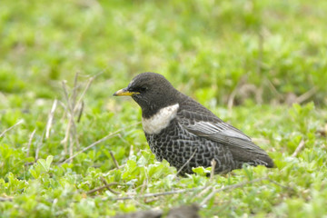 Ring Ouzel on the ground