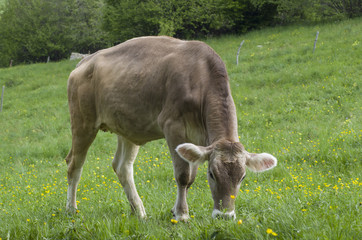 Cow grazing in a meadow