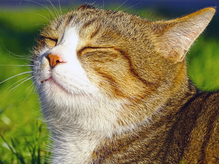 猫