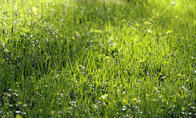 bright green grass, lawn