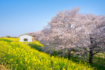 Cherry blossoms and Rapeseed blooms at Kumagaya Arakawa Ryokuchi Park in Saitama,Japan.