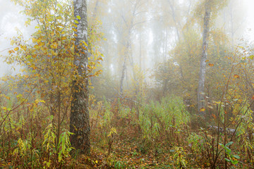 Misty morning in the woods in the fall. Morning, autumn. Birch grove near the city.