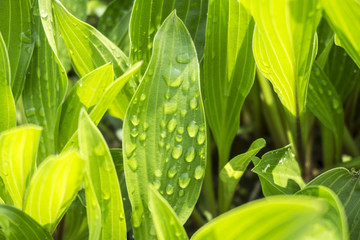 Green leaf with drops of water close up
