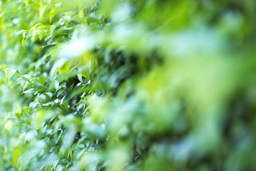 Closeup image of green leaves background