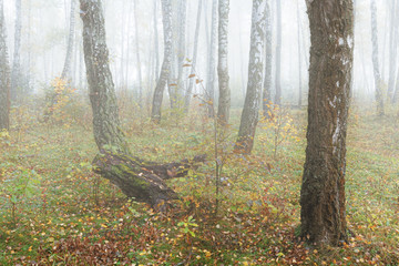 Misty morning in the woods in the fall. Morning, autumn. Birch grove near the city.