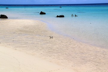 美しい白い砂浜を駆ける犬