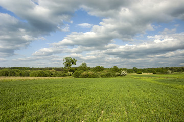 Green grain, forest and cloudy sky