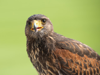 Harris' hawk