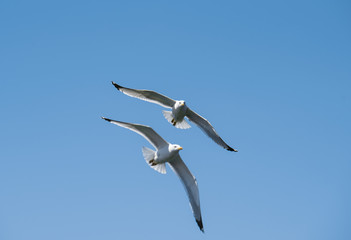 Two seagulls flying
