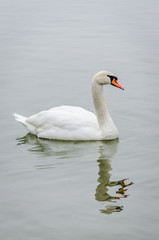 Fototapeta premium swan in the lake water in its natural environment 
