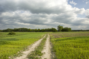 Fototapeta na wymiar Field road through green grain, forest and dark cloudy sky