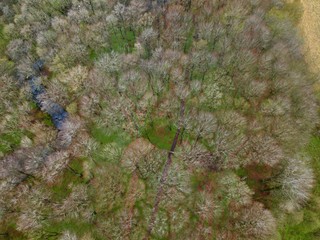 Drone view above Spring swedish forest with hiking trail and river