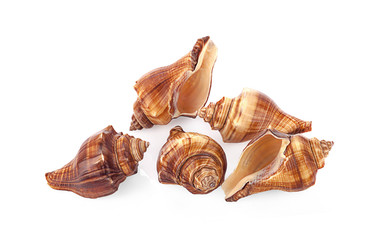 sea shells isolated on white background