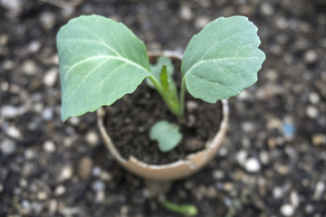 Young sprout in springtime,Closeup.