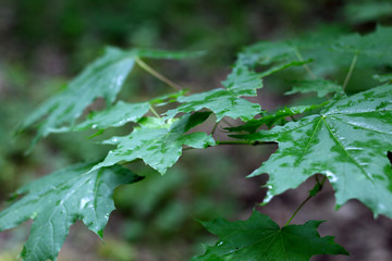Texture of macro leaves.