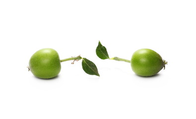 Organic small, green apples with leaves and twig isolated on white background