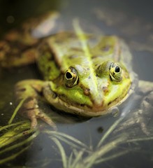 Frog portrait