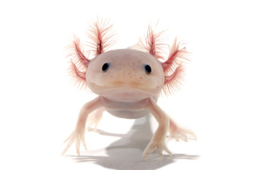 ウーパールーパー 