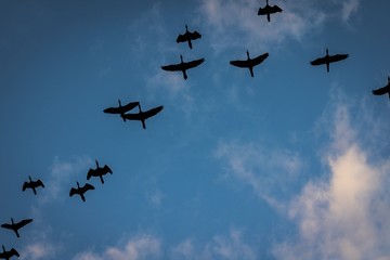 Birds in sky 