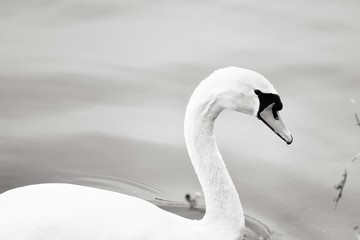 Swan in black and white