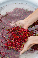 Woman washes picked  red currant berries, harvested  berries in a big bowl with water, fruit processing, preparation concept