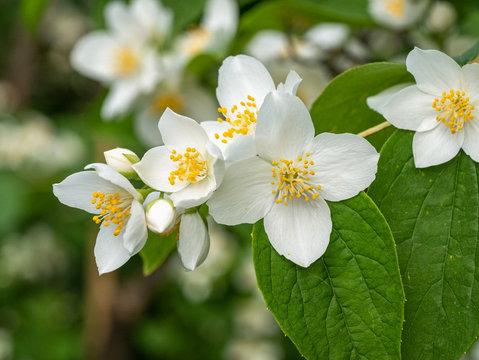 Sweet mock-orange English dogwood(Philadelphus coronarius) . Shallow depth of field