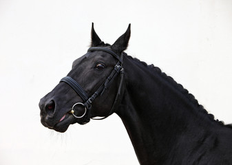 The thoroughbred racing black horse in light background