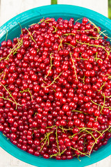 Gathered white  currants in the white bowl, harvest of the berries, agriculture concept