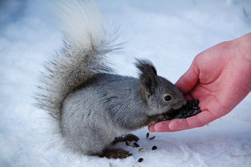 Squirrel gnaws sunflower seeds

