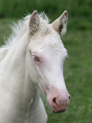 Obraz na płótnie Canvas Foal Head Shot