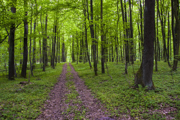 Fototapeta na wymiar Road through the green forest in spring