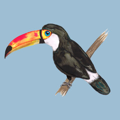 Toco toucan
