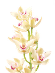 Obraz premium Flower orchid