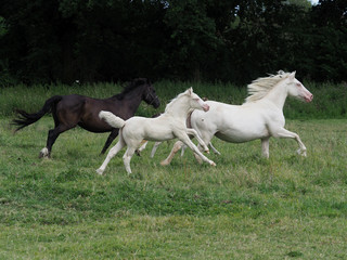 Obraz na płótnie Canvas Running Horses