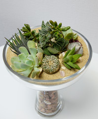 Miniature cactus succulent plant