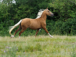 Cantering Horse