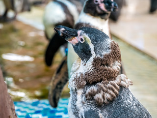 penquin with friends close up standing show in side view in zoo thailand.