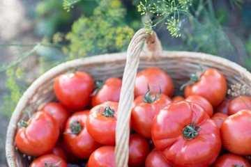 Tomatoes harvest  in the basket outdoors, farming, gardening and  agriculture  concept