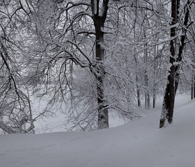 Trees in the Park after a heavy snowfall.